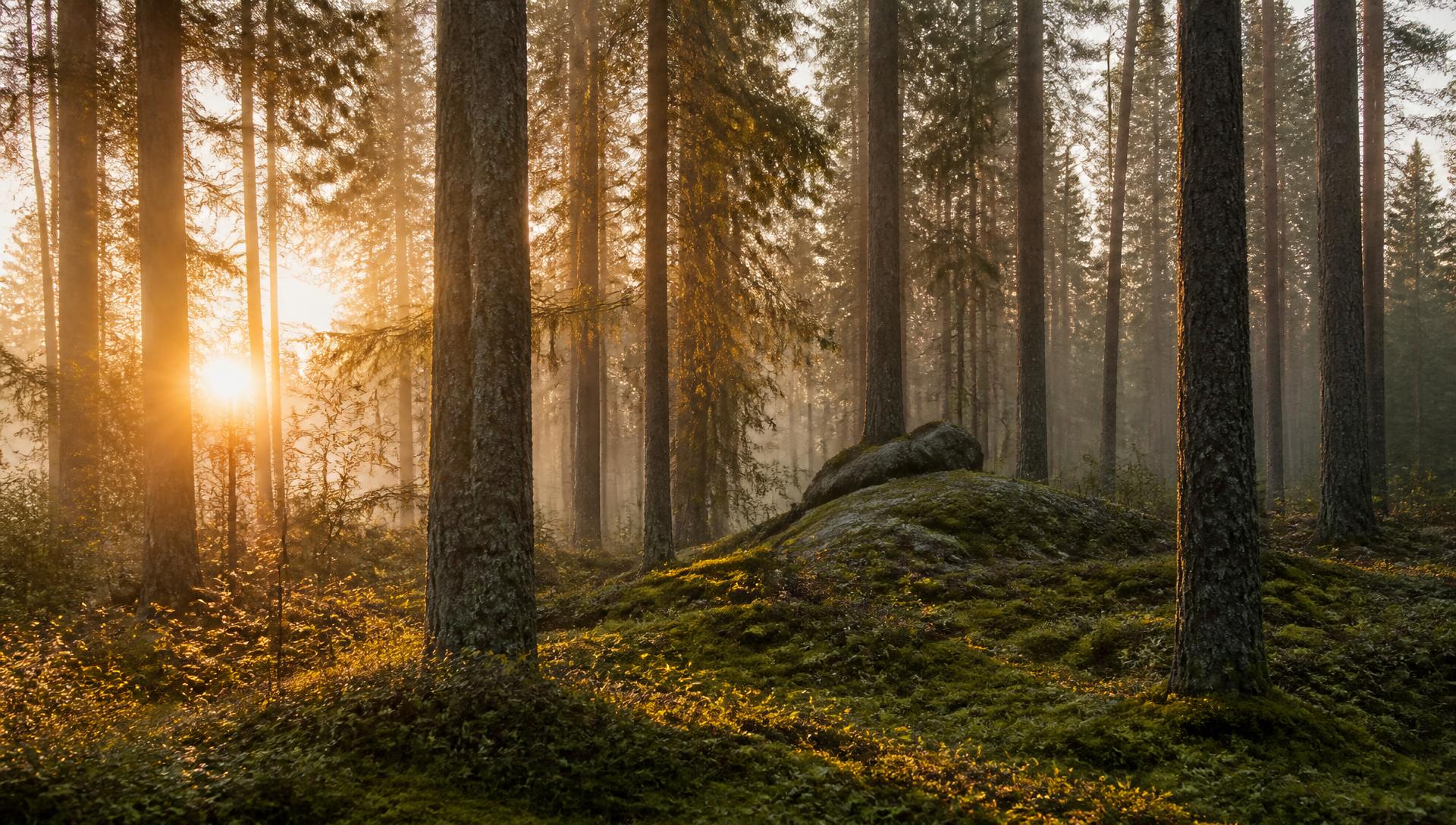 Aurinkoinen suomalainen havumetsä aamu-usvassa